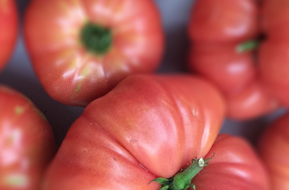 Tomate-rosa-bio.jpg